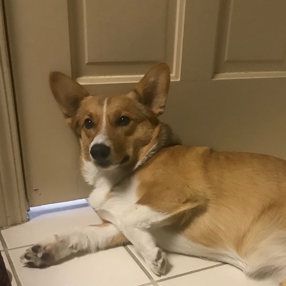 Meet your Posher, Rosie the Corgi - Picture 5 of 10